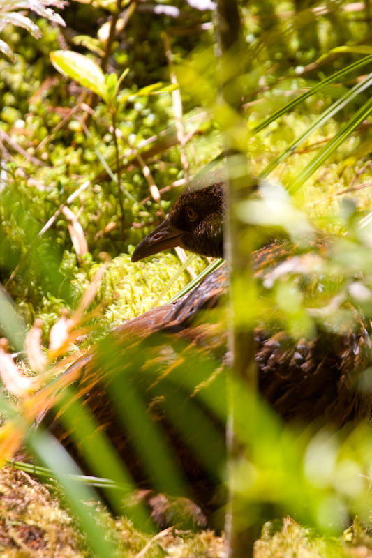 Weka On Forest Floor